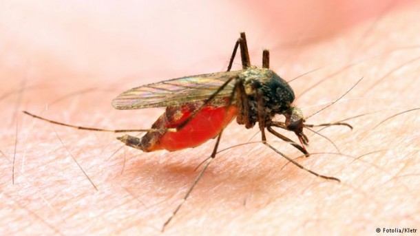 Mosquitos transmitem a doença que mata milhares de crianças no mundo