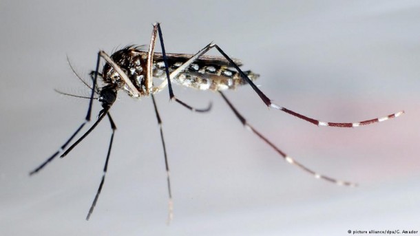Doenças transmitidas por mosquitos infectam um bilhão de pessoas no mundo
