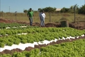 Produtividade de hortaliças dobra com o clima favorável