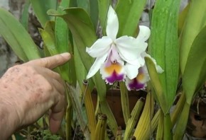 Grupo faz exposição de orquídeas há 19 anos em Votuporanga-SP