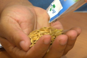 Safra do arroz no Tocantins chegará a 490 mil toneladas