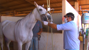 A importância da saúde dental dos cavalos
