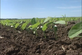 O aumento da área para plantação de soja no Tocantins anima novos investidores