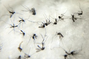 Transmitida pelo mosquito Aedes aegypti, a dengue é uma doença viral que se espalha rapidamente no mundo.Foto: Fábio Rodrigues Pozzebom/ABr