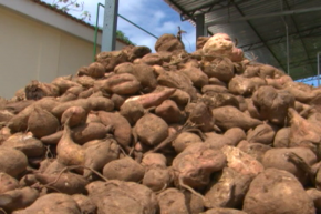  Pesquisadores trabalham na produção do etanol de batata-doce