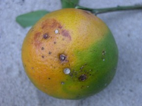 A praga alternaria ataca as plantações de tangerina