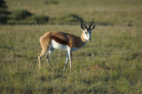 O “springbok”, espécie de antílope saltador, é um dos animais que simboliza a África do Sul