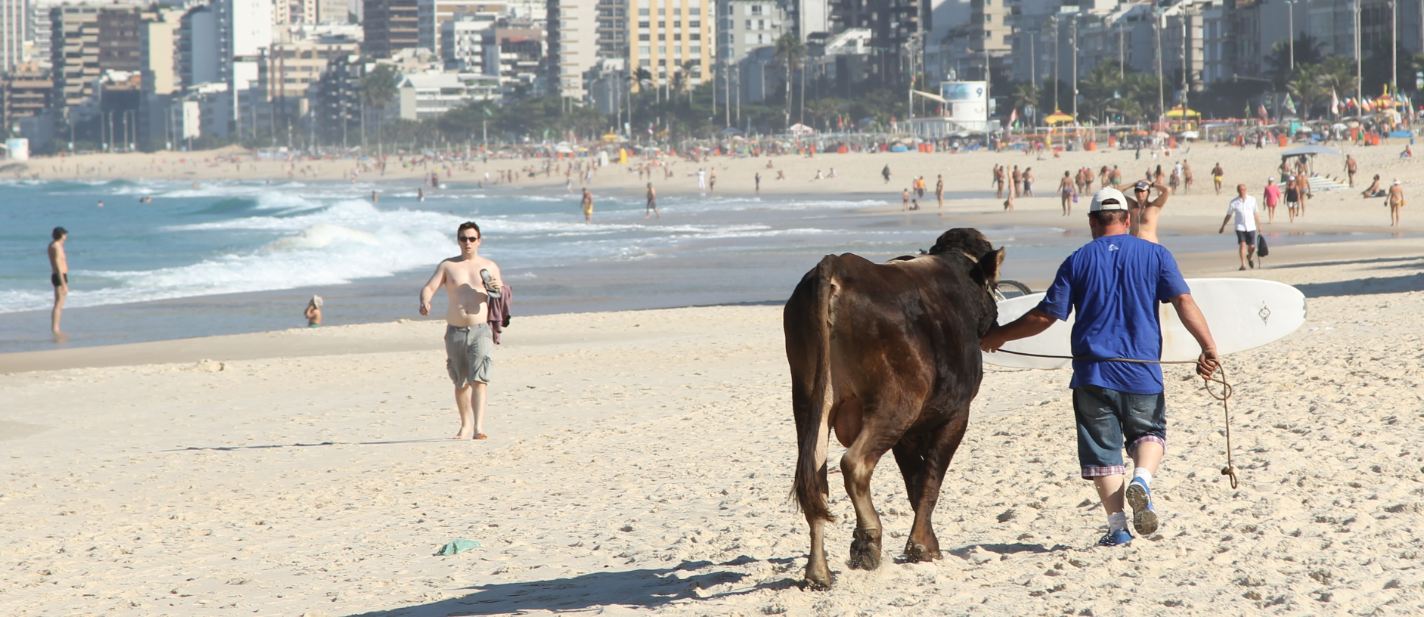 "Vaca na Praia", performance 2014 da série “Homem-carne/ Mulher-carne”  da artista Laura Lima.
