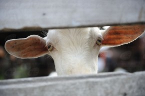 Cadeia produtiva da carne de cabras e de carneiro está em crescimento