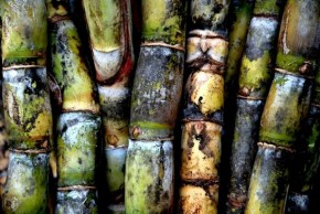 Colmo de cana de açucar - etanol - Foto: Fernando Dias/Governo RS