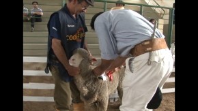  Concurso de borregas melhora o rebanho ovino do município de Pedro Osório