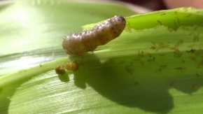 A vespinha faz o controle biológico da lagarta do milho