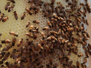 A apicultura é uma excelente fonte de diversificação agrícola