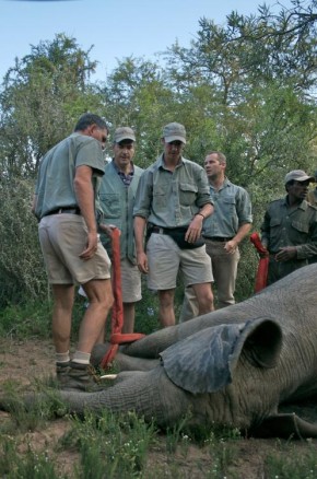 Sedado, elefante é salvo pela equipe