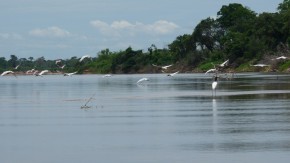 Às margens do Araguaia, programa mostra a fauna e a flora locais
