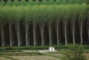 O eucalipto é uma das florestas plantadas que movimentam a economia brasileira
