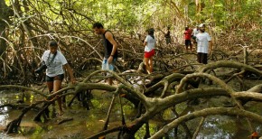 Equipe enfia o pé na lama para acompanhar a rotina dos catadores de caranguejo em um dos manguezais da Ilha do Marajó