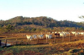 A redução da área destinada à criação teve impacto na pecuária paranaense