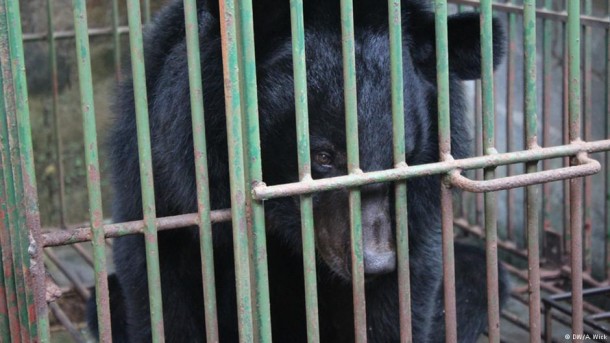 Ursos sofrem ao crescer em pequenas jaulas no cativeiro e não conseguem voltar à vida selvagem
