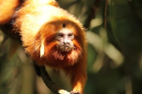 O mico-leão-dourado ainda é uma espécie ameaçada