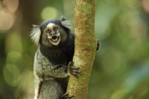 O ágil sagui, cuja população é maior, representa ameaça ao mico-leão-dourado