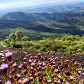Flores rosas em primeiro plano e ao fundo a Serra do Papagaio