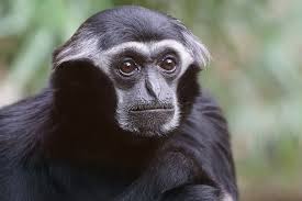 O Mucky acolhe primatas maltratados