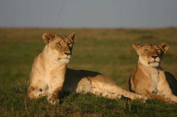 A leoa Laura enfrenta inúmeros desafios na planície africana