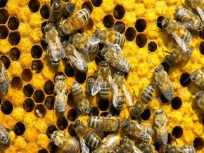 O uso de agrotóxicos nos canaviais também tem matado as abelhas