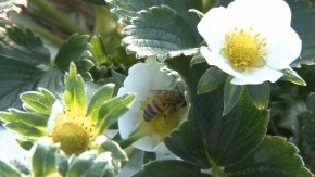 Pequenos agricultores investem na apicultura para aumentar a polinização nas produções. Foto: Marco Medronha