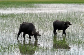 Búfalos são preservados no Marajó Foto: Wilson Dias/ABr 