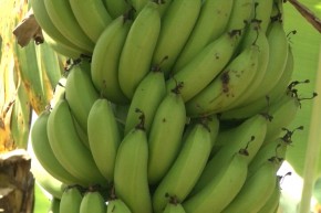 A banana marmelo é muito utilizada na culinária