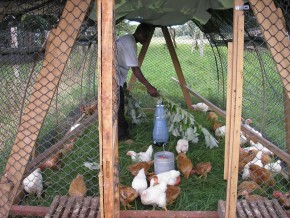 O Incaper adaptou a tecnologia de trator de galinhas, os chamados de galinheiros móveis