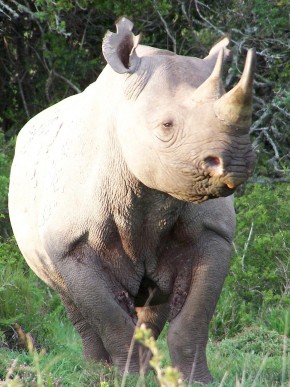 O imponente rinoceronte preto