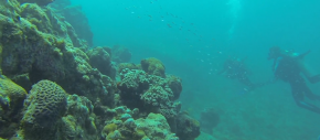 mergulhador explora o fundo do mar em Abrolhos