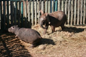 O elefante Themba e o seu novo companheiro: um filhote de hipopótamo