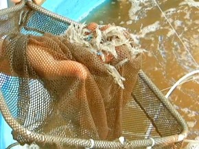 Projeto está revolucionando o manejo de camarão no RN