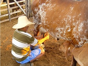 A ordenha manual permite maior contato do vaqueiro com o animal