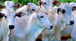 A tripanossomose bovina pode matar os animais