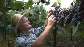 Produtores sofrem com doenças na plantação de uvas