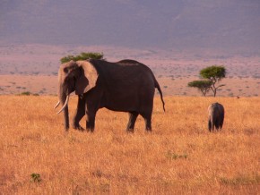 Um elefante macho passa a rondar as fêmeas do grupo