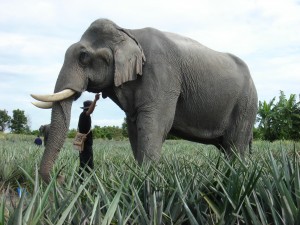 Elefante - Extinções