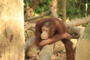 Extinções - Orangotango