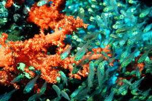 Mares de Coral - Planeta Azul