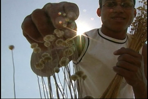 A colheita do capim dourado é celebrado festa no Tocantins
