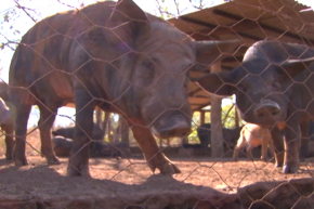 Mesmo livre da peste suína, o Tocantins continua controlando a doença entre os animais