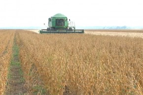 Especialistas dão dicas para aumentar a produção de soja