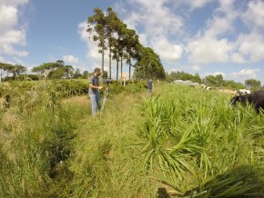 Variedades de pastagens minimizam o problema de abastecimento das pastagens