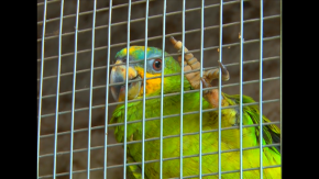 Tocantins faz campanha contra o tráfico de aves silvestres