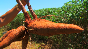 A fertilidade na produção de soja será aliada à fruticultura e produção de mandioca
